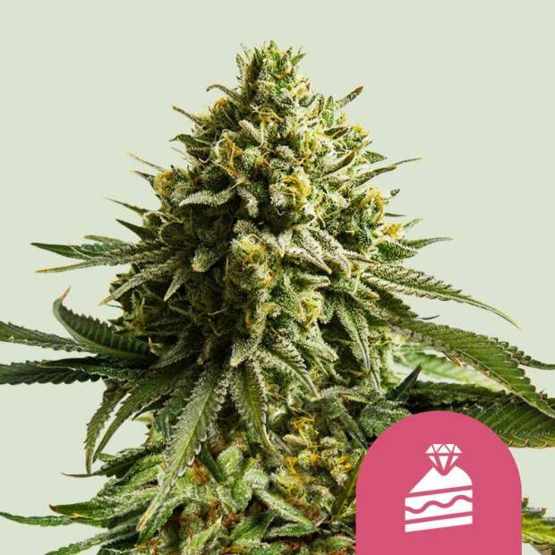 Royal Queen Seeds Wedding Cake USA Premium