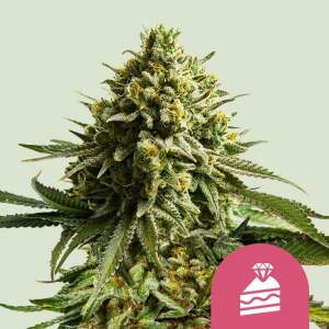 Royal Queen Seeds Wedding Cake USA Premium