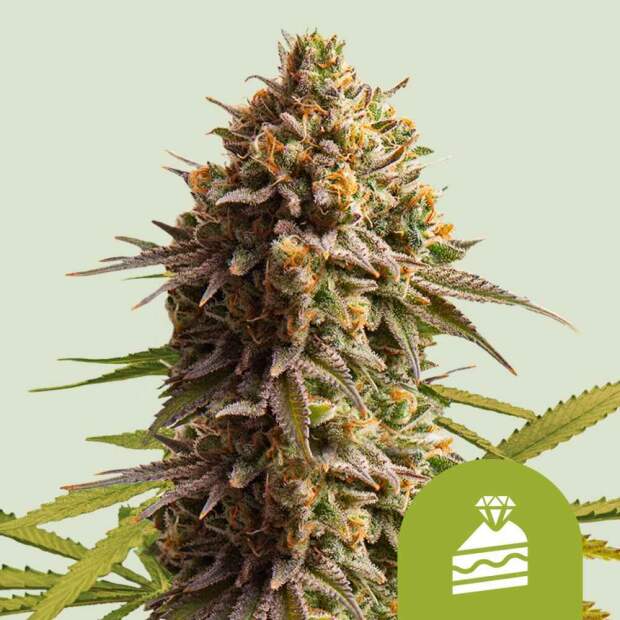 Royal Queen Seeds Wedding Cake USA Premium Auto 3 piece feminized
