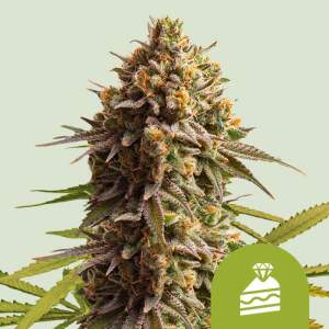 Royal Queen Seeds Wedding Cake USA Premium Auto 3 piece...