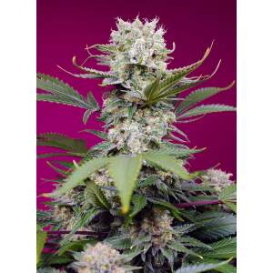 Sweet Seeds Sweet Mandarine Zkittlez XL Auto