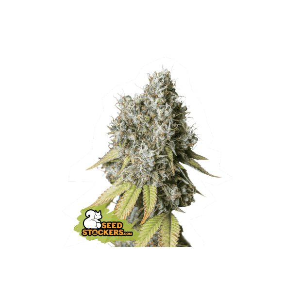 Seedstockers Bruce Banner Auto