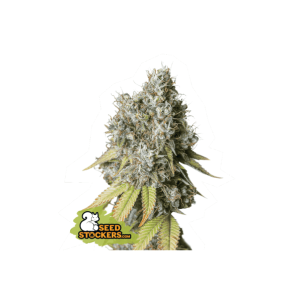 Seedstockers Bruce Banner Auto 5 pcs feminised