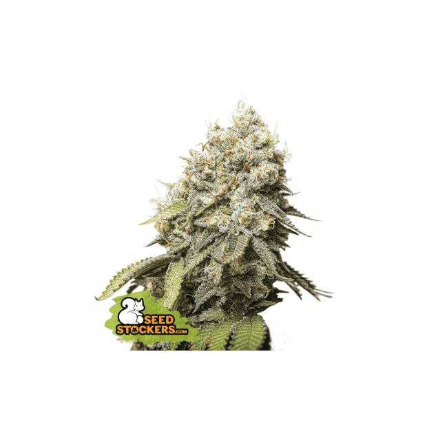 Seedstockers Bruce Banner 3 Stk feminisiert