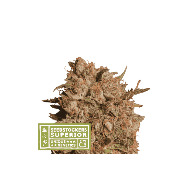 Seedstockers Apollo Black Cherry Auto