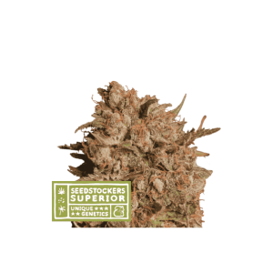 Seedstockers Apollo Black Cherry Auto