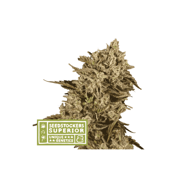 Seedstockers Apollo Black Cherry
