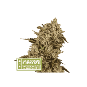Seedstockers Apollo Black Cherry