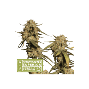 Seedstockers Blue Moby