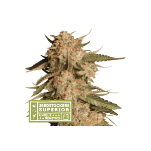Seedstockers Blue Moby Auto