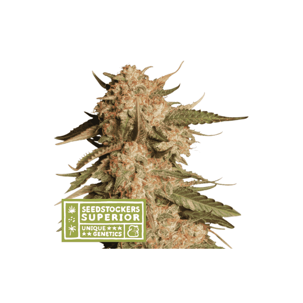 Seedstockers Blue Moby Auto 5 Stk feminisiert