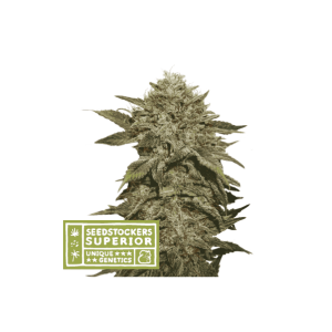 Seedstockers Fruit Cake