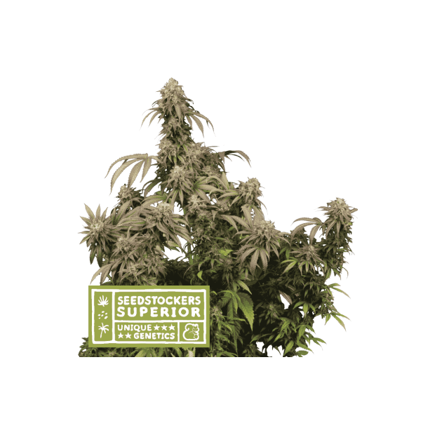 Seedstockers Mandarin Panties 5 Stk feminisiert