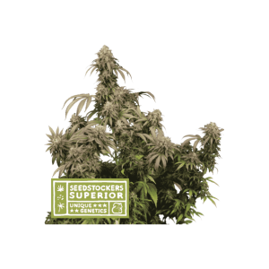Seedstockers Mandarin Panties 5 Stk feminisiert