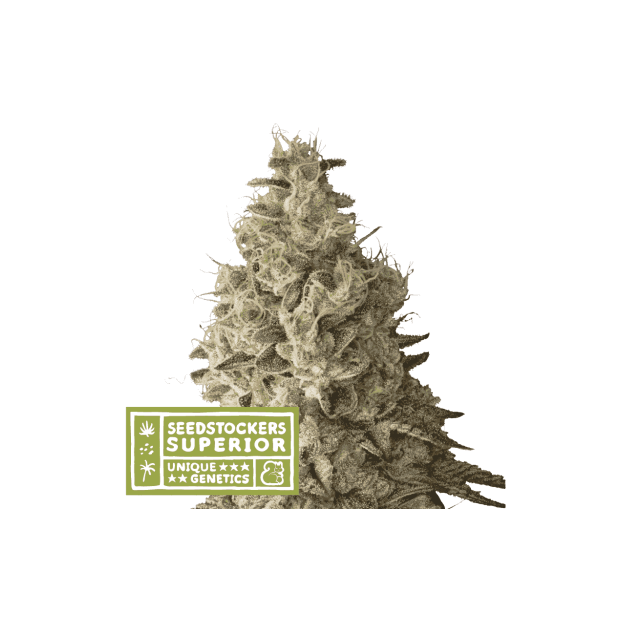 Seedstockers Mack & Crack Auto