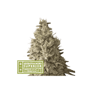 Seedstockers Mack & Crack Auto