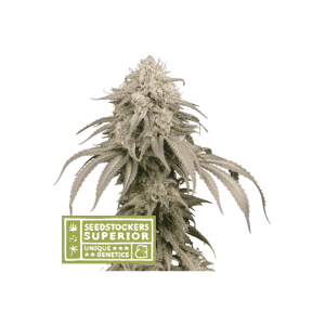 Seedstockers Mandarin Panties Auto