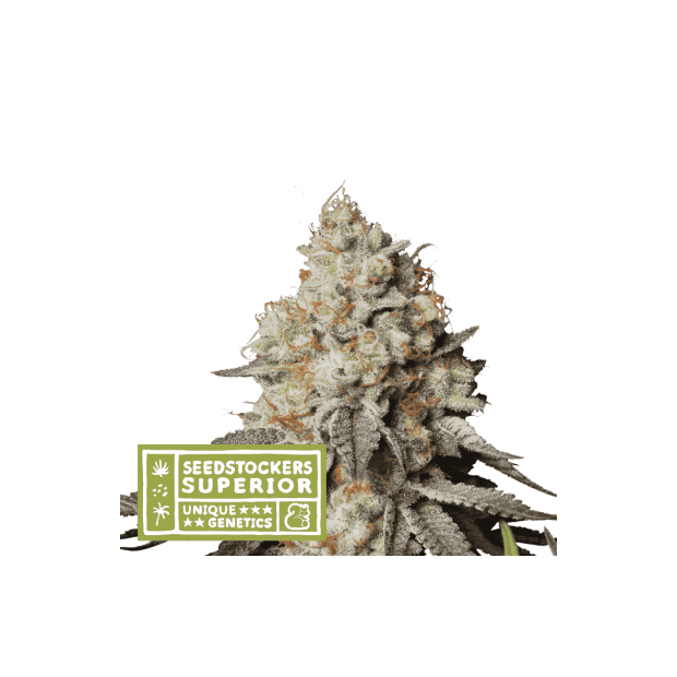 Seedstockers Panty Punch Auto