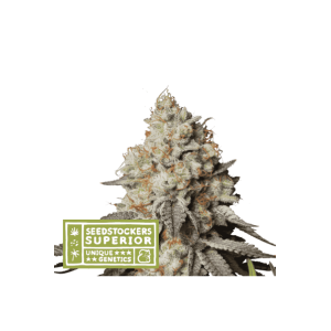 Seedstockers Panty Punch Auto