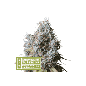 Seedstockers Rucu Cucu OG
