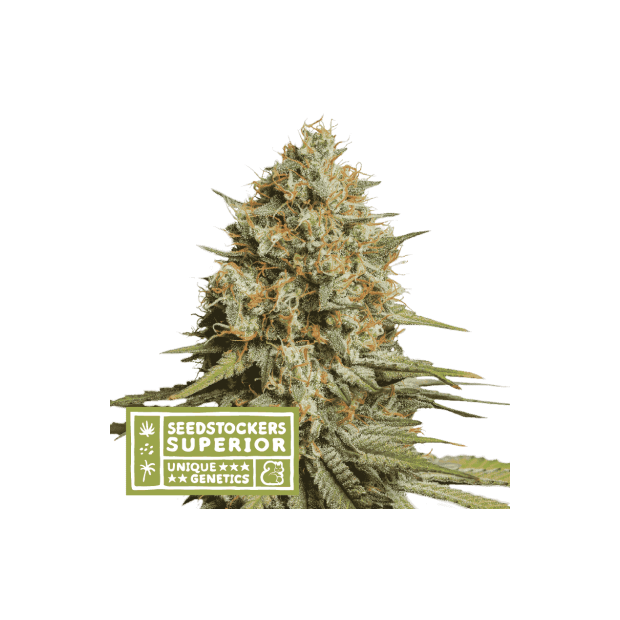 Seedstockers Triton Biscotto Lime Auto 3 Stk feminisiert
