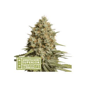 Seedstockers Triton Biscotto Lime Auto 3 Stk feminisiert