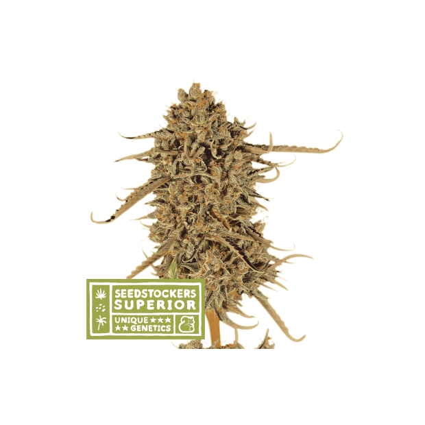 Seedstockers Thunder Banana
