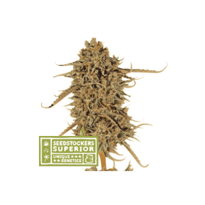 Seedstockers Thunder Banana