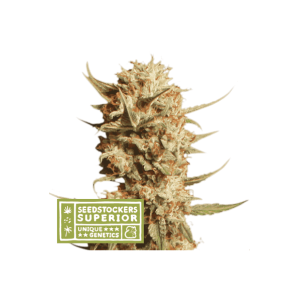 Seedstockers Thunder Banana Auto