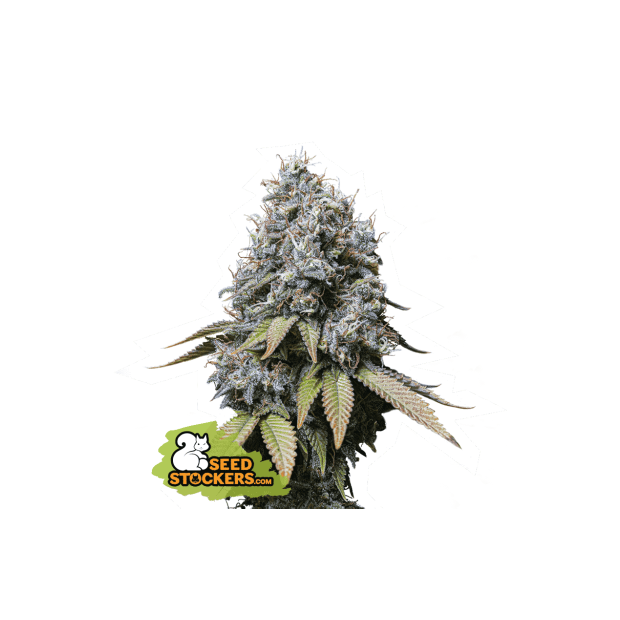 Seedstockers Sour Diesel 3 Stk feminisiert