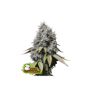 Seedstockers Sour Diesel 3 Stk feminisiert