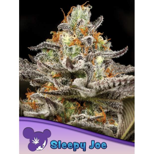 Anesia Seeds Sleepy Joe 10 pcs feminised