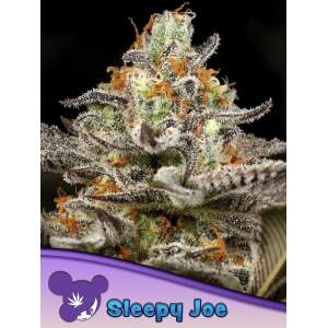 Anesia Seeds Sleepy Joe 10 pcs feminised