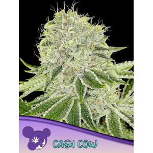 Anesia Seeds Cash Cow