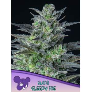 Anesia Seeds Auto Sleepy Joe 5 Stk feminisiert