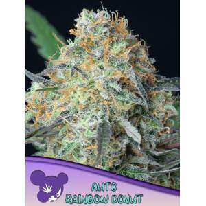 Anesia Seeds Rainbow Donut Auto 3 Stk feminisiert