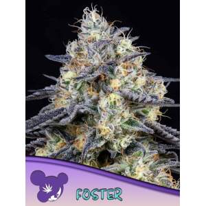 Anesia Seeds Foster
