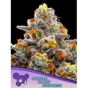 Anesia Seeds Purple Boost Highness