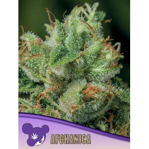 Anesia Seeds Afghanica 5 Stk feminisiert