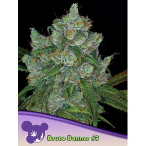 Anesia Seeds Bruce Banner #3 10 Stk feminisiert