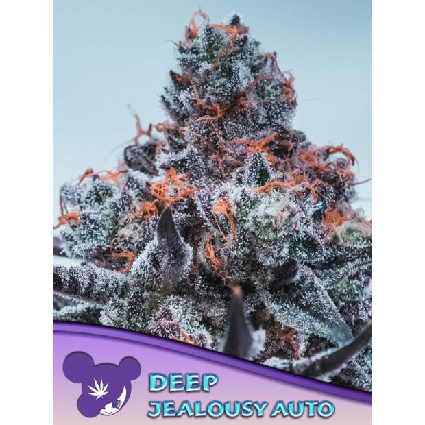 Anesia Seeds Deep Jealousy Auto 3 Stk feminisiert