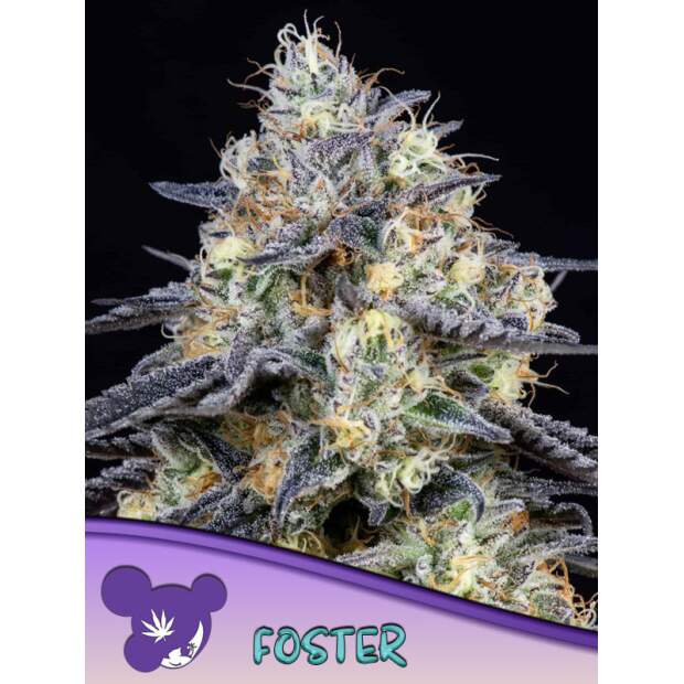 Anesia Seeds Foster 3 Stk feminisiert