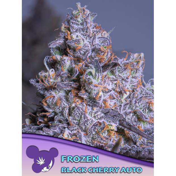 Anesia Seeds Frozen Black Cherry Auto 3 pcs feminised