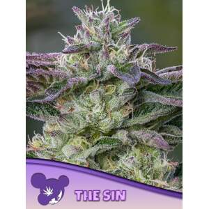 Anesia Seeds The Sin 3 Stk feminisiert