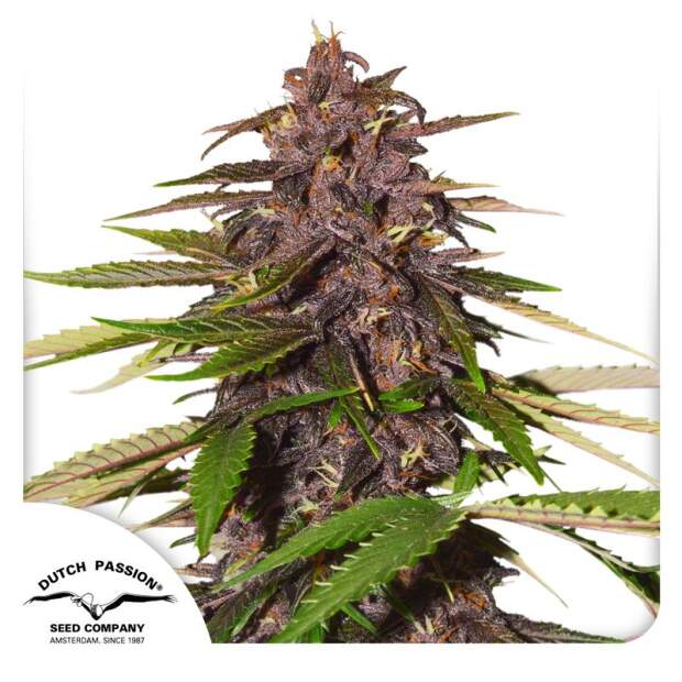 Dutch Passion Auto Forbidden Cherry 3 Stk feminisiert