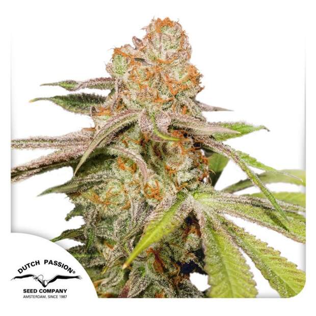Dutch Passion Auto MAC #1 3 pcs feminised