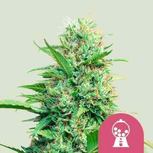 Royal Queen Seeds Pink Runtz USA Premium