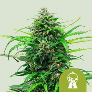 Royal Queen Seeds Pink Runtz USA Premium Auto