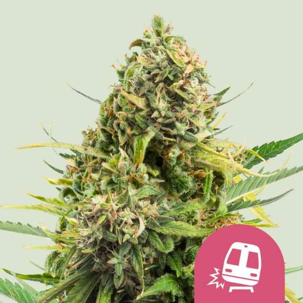 Royal Queen Seeds Trainwreck USA Premium