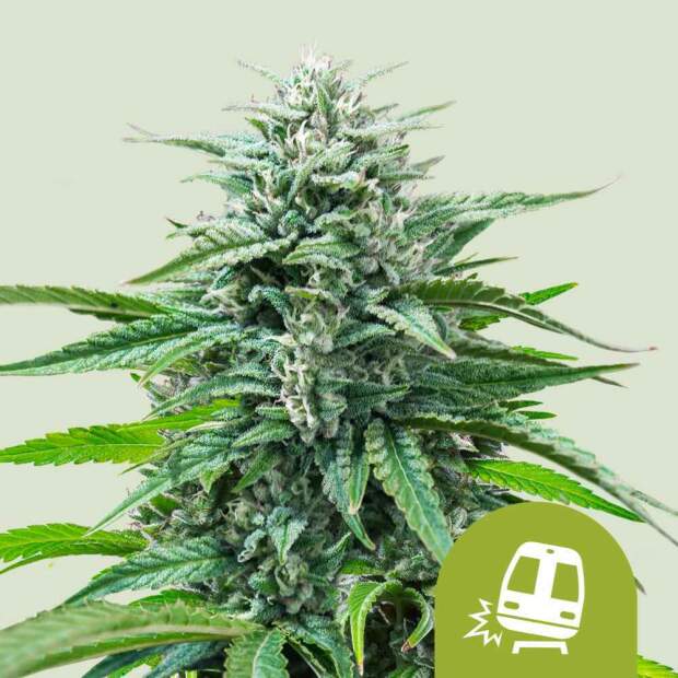 Royal Queen Seeds Trainwreck USA Premium Auto